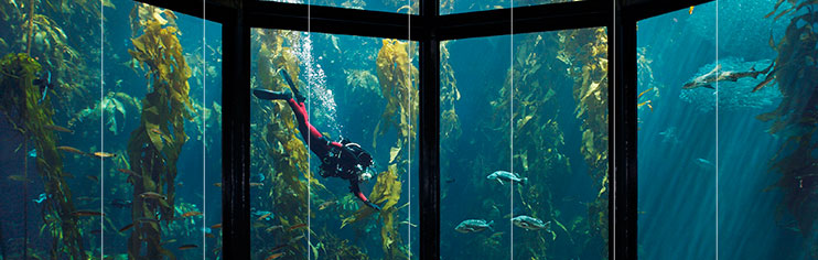 Diver and fish in large tank in Monterey Bay Aquarium.