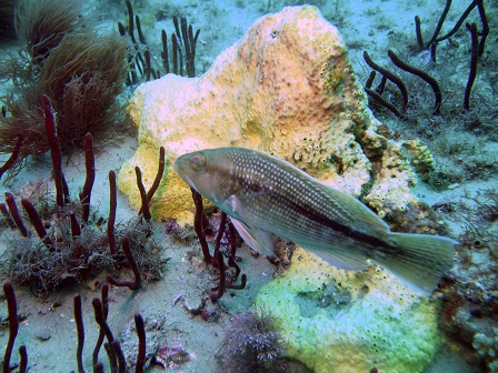 black sea bass in a reef