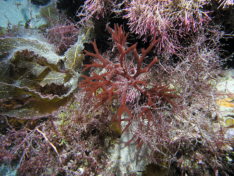 Marine algae in a reef