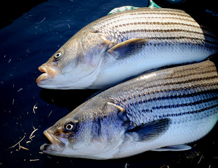 broiled hybrid striped bass