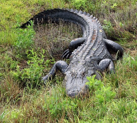 alligator in Cumberland County