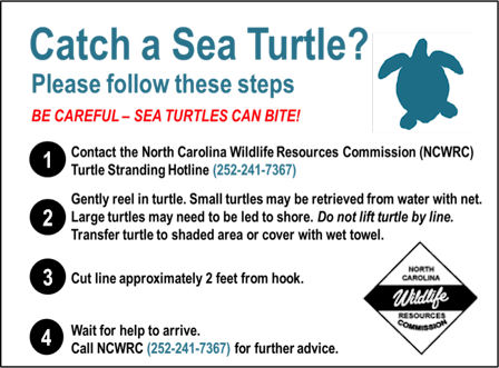 turtle stranding sign