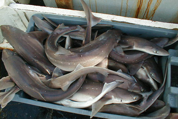 bucket of cape sharks