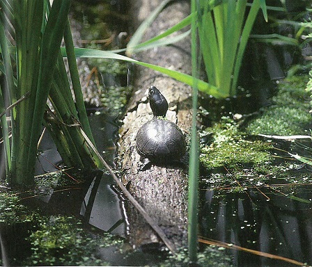 turtle on log