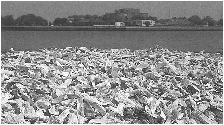 oyster shells shoreline