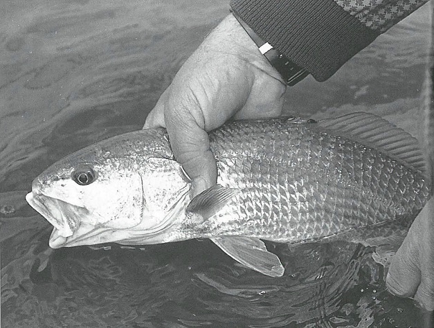 Jim Bahen handles fish