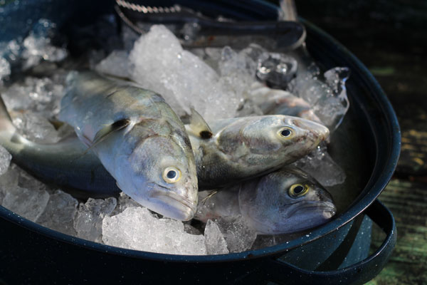 Fish on ice in a pot.