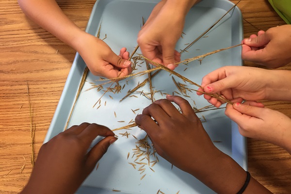 students remove seeds