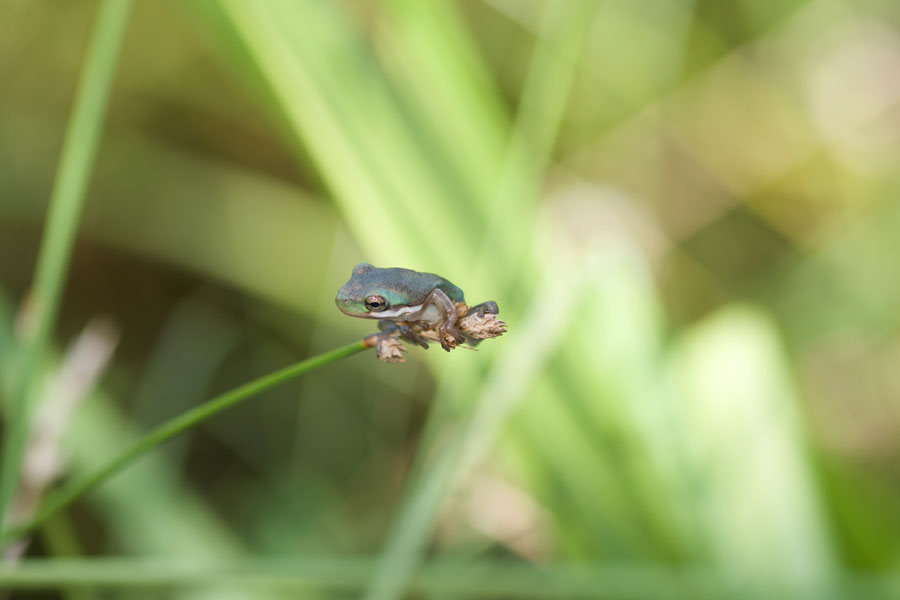 Froglet on a blade of grass