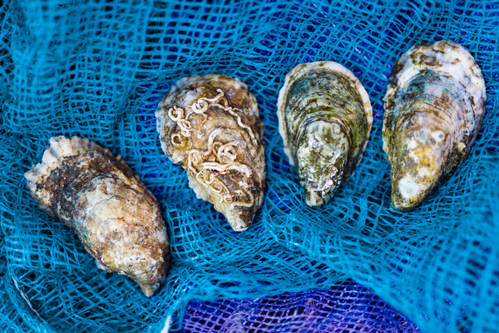Eastern oysters.