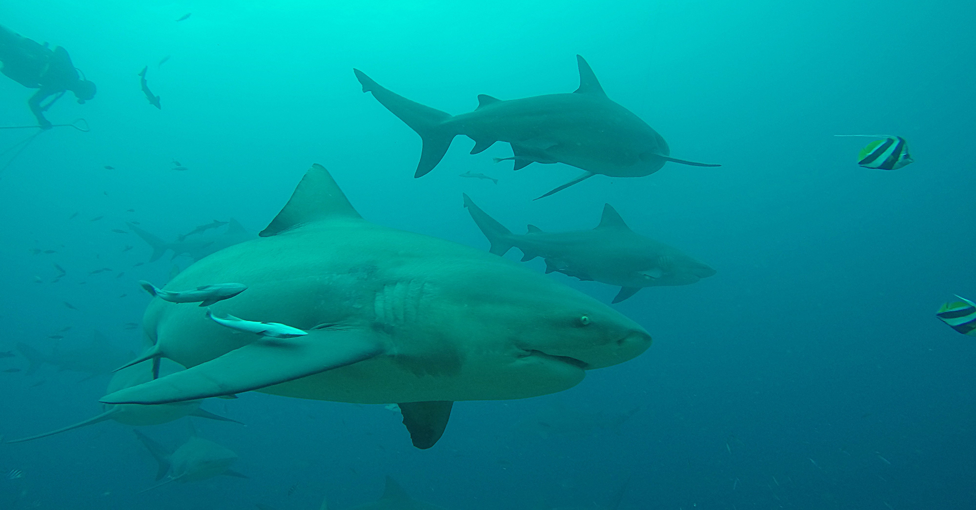 Bull shark with diver