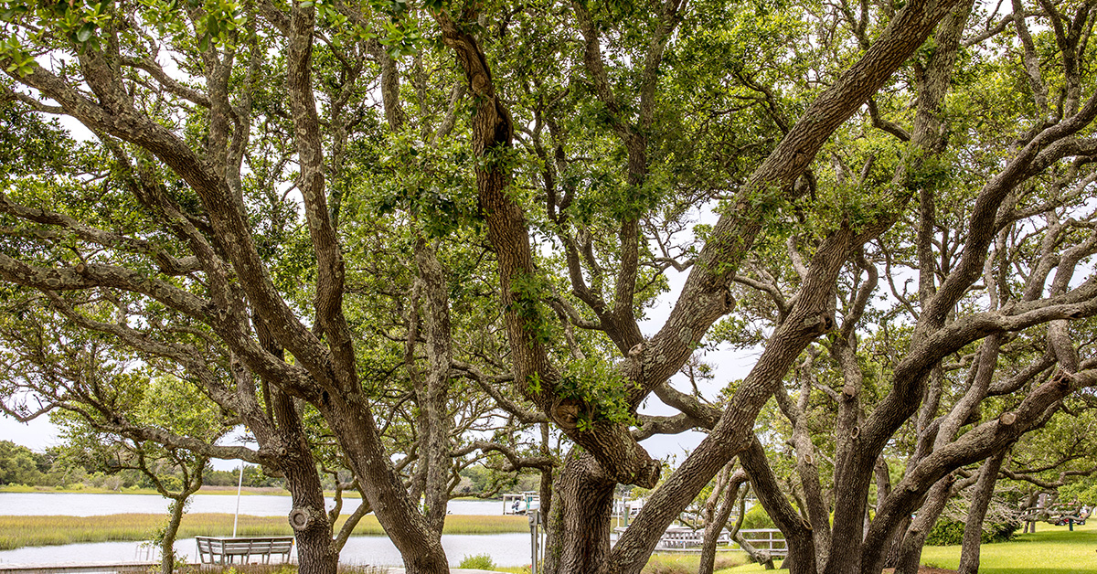 Trees along Taylor's Creek in Beaufort, NC.