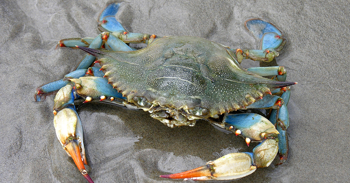 A blue crab in the sand