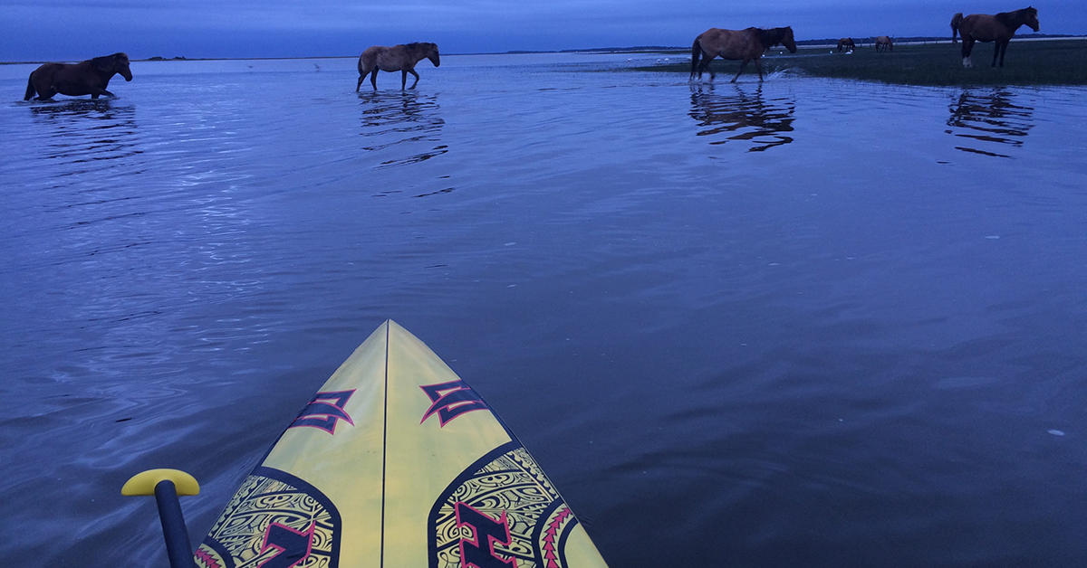 Horses cross the shallow waters of the Rachel Carson Reserve
