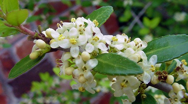 White and green flowers