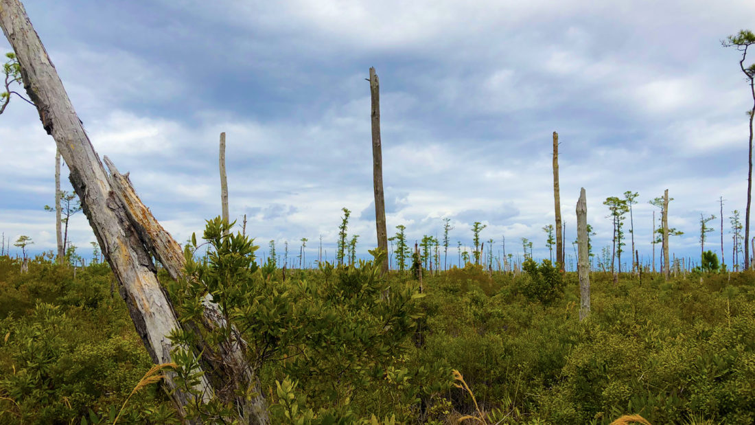 image: Ghost forest.