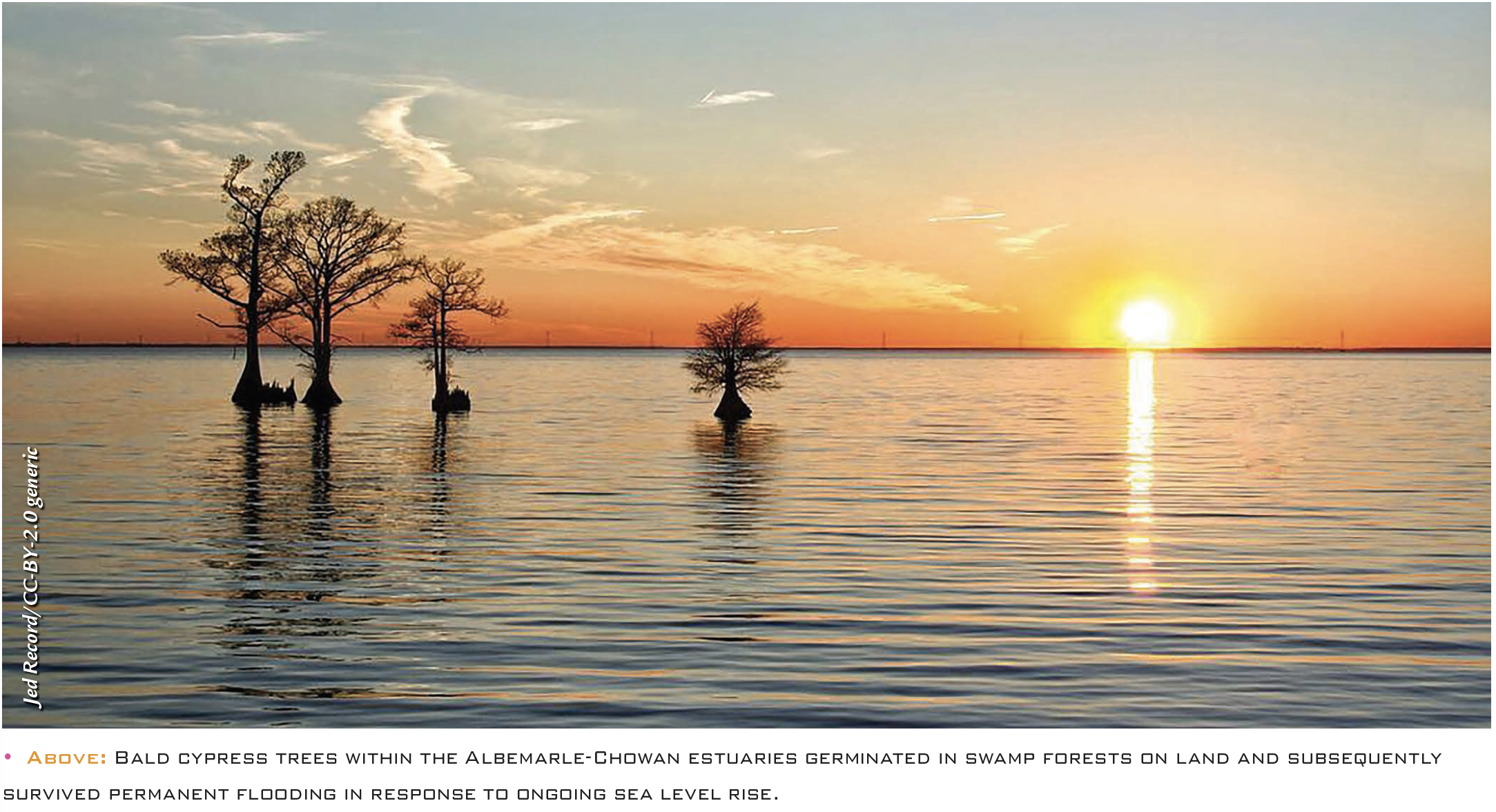• Above: Bald cypress trees within the Albemarle-Chowan estuaries germinated in swamp forests on land and subsequently survived permanent flooding in response to ongoing sea level rise.