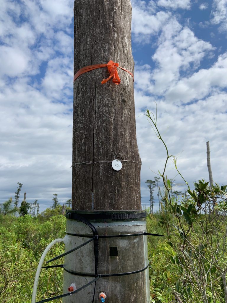 image: A tree chamber collects measurements of greenhouse
gases from a dead tree in Alligator River National Wildlife Refuge. Courtesy of Melinda Martinez.