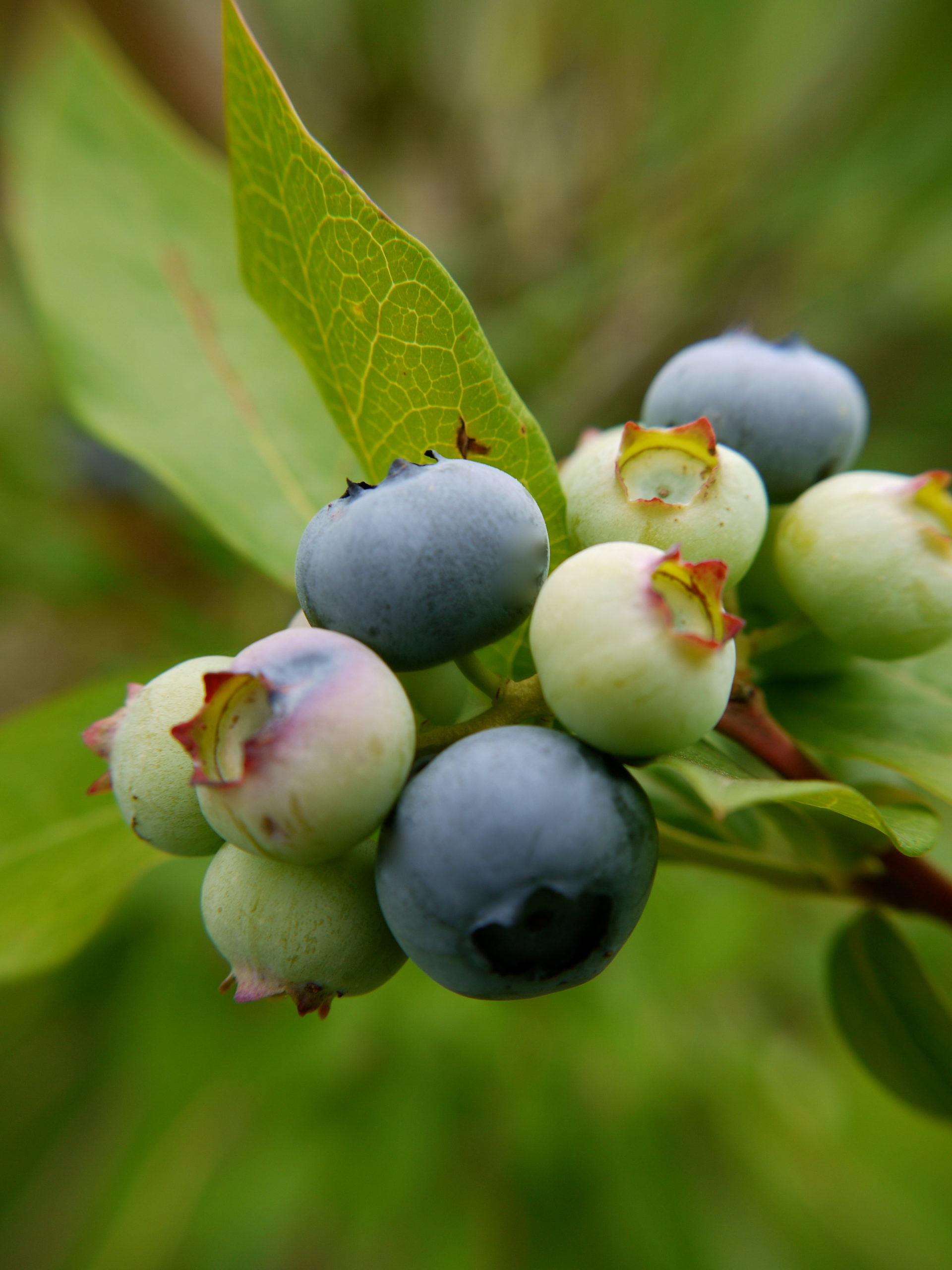 Highbush blueberry shrubs can create an excellent hedge. By Rob Thurma