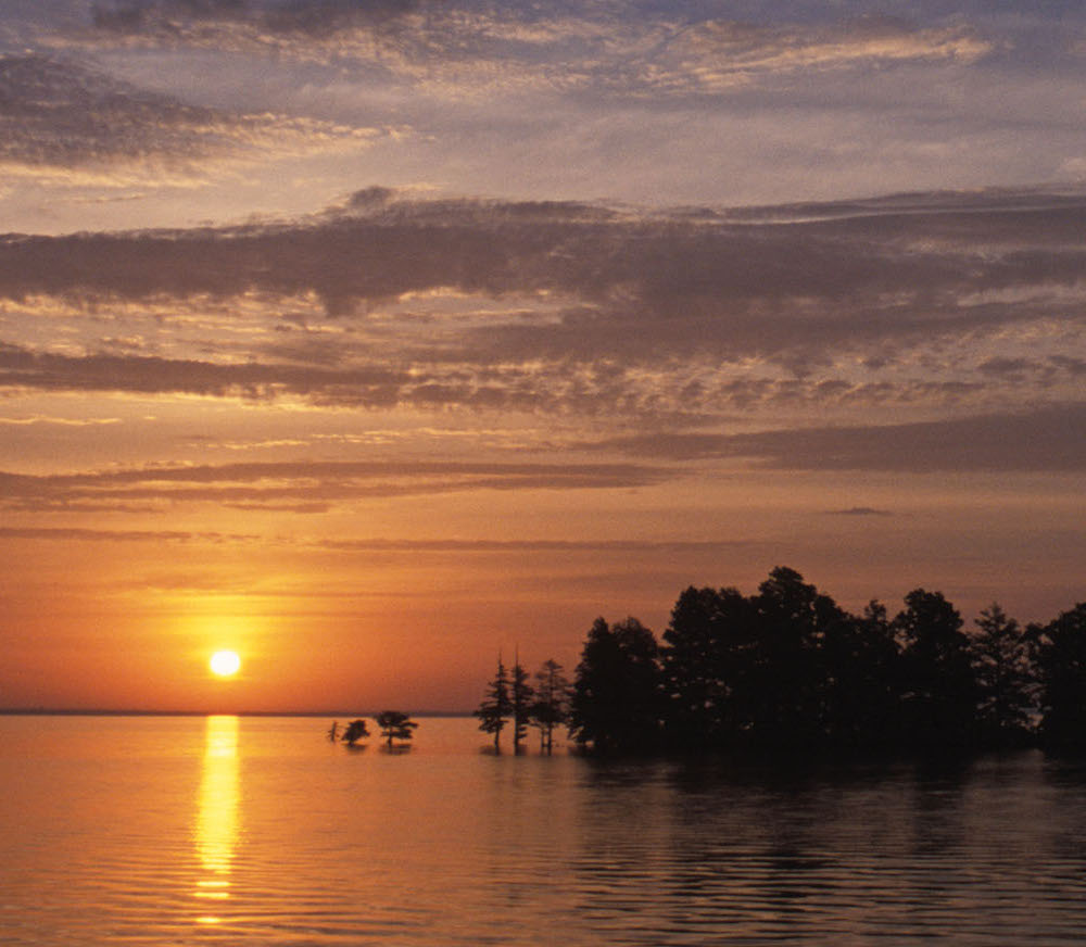 image: bald cypress on the water.