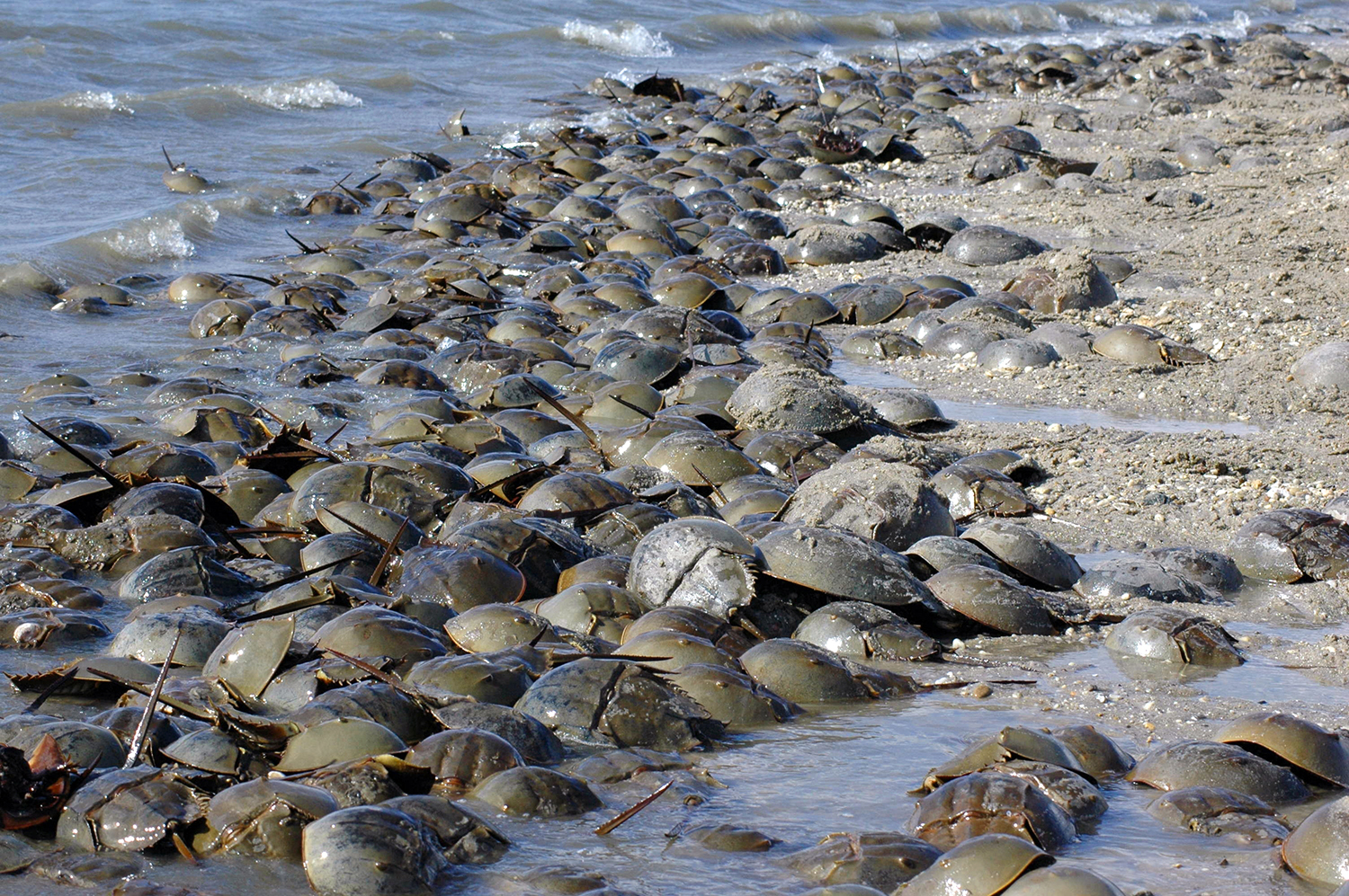 Horseshoe crabs come ashore on sandy beaches en masse to lay their eggs.