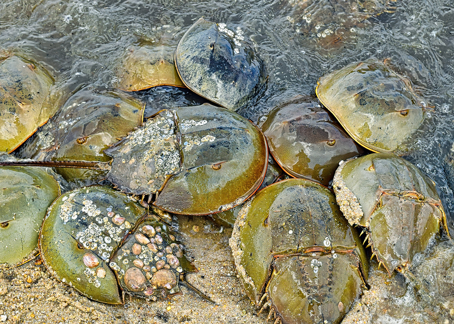 A host of organisms, such as barnacles, marine snails, and anemones, reside on horseshoe crab shells. Photo by Chris Engel