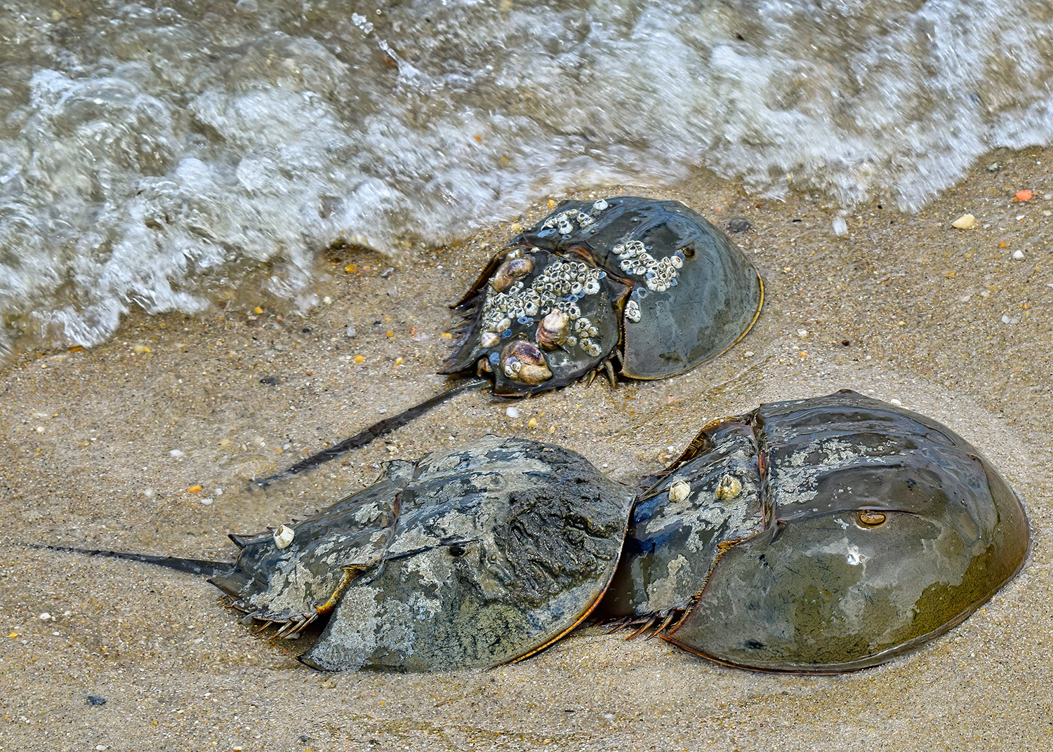 Spawning female horseshoe crabs usually come ashore with a male attached. Photo by Chris Engel