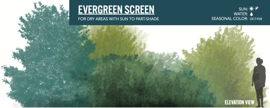 Image of the Evergreen Screen landscaping design