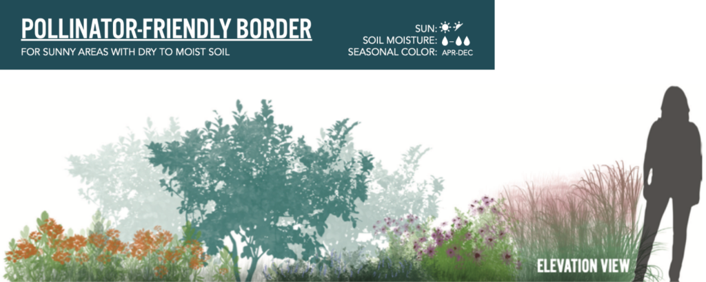 Image of the pollinator-friendly border design
