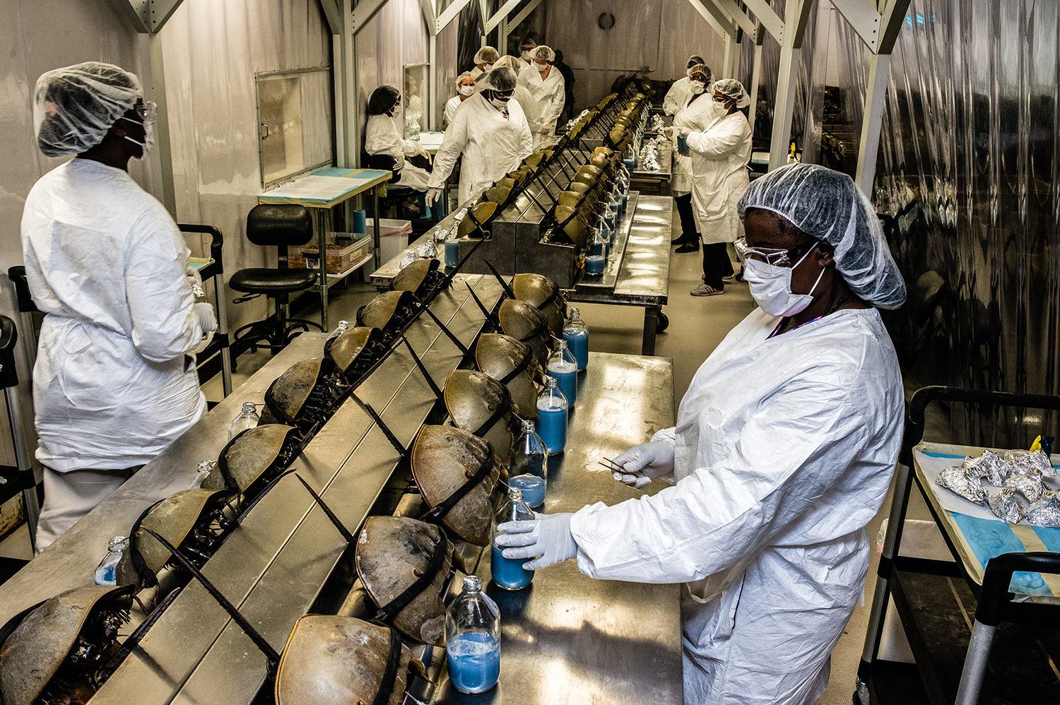 Charles River Laboratories in Charleston, South Carolina, is one facility that collects horseshoe crab blood, which appears blue upon air exposure. Photo by Timothy Fadek