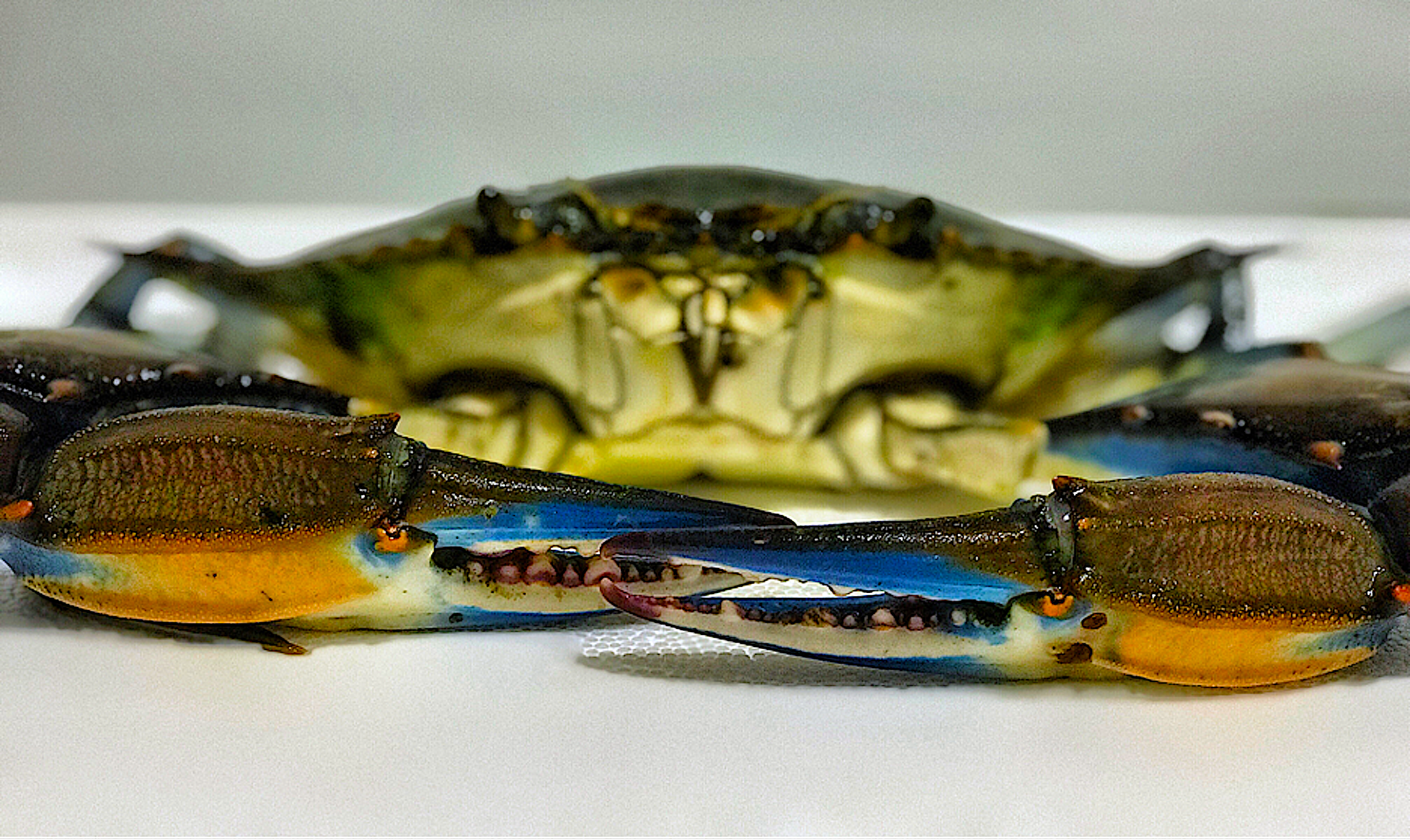A blue crab