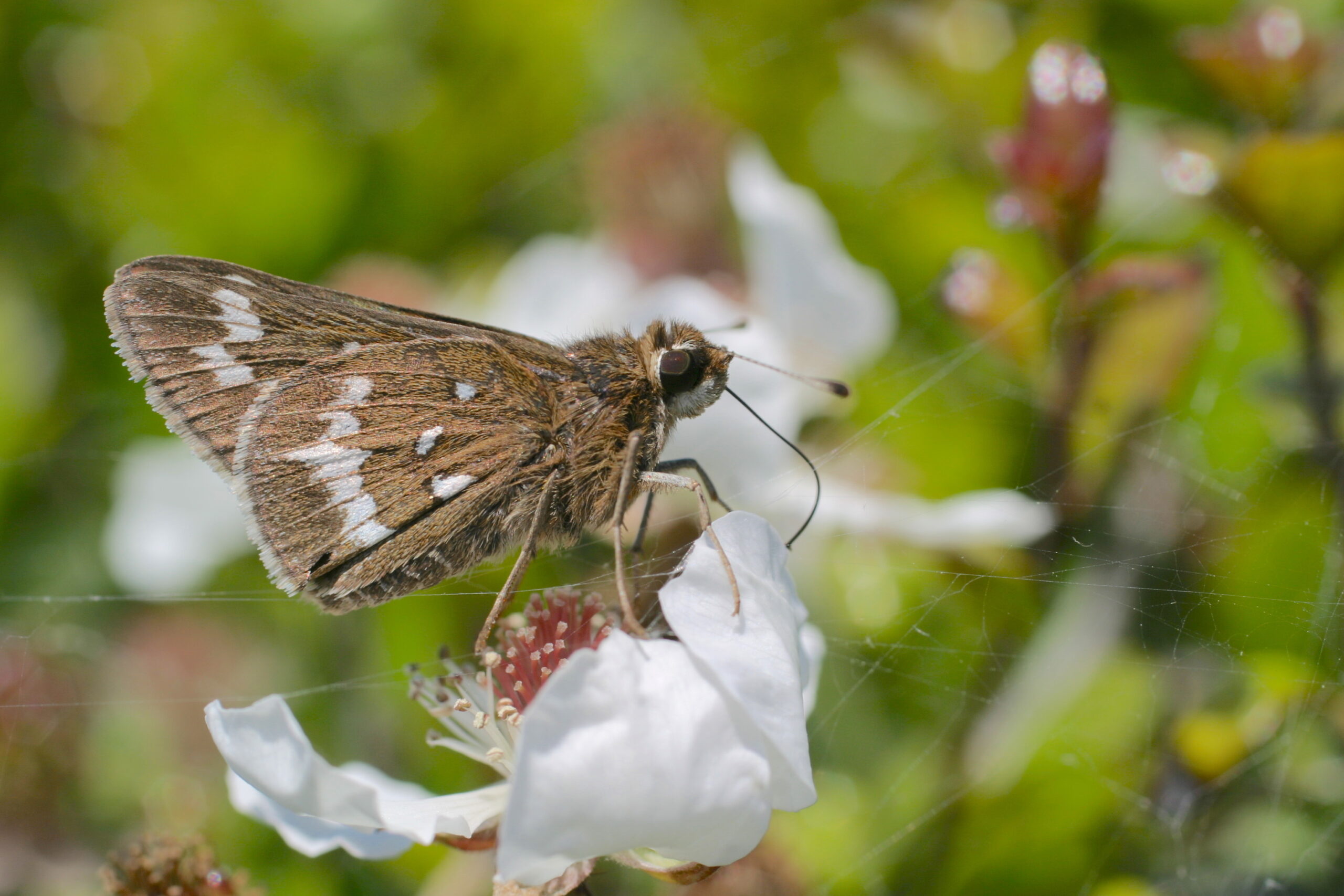 Crystal skippers sip nectar from native N.C. plants such as coastal plain dewberry.