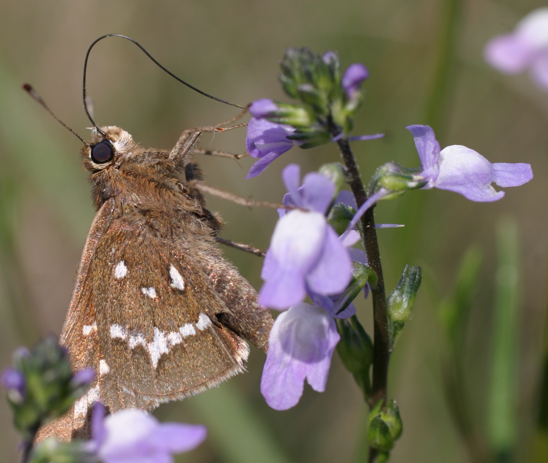 A crystal skipper on common toadflax.