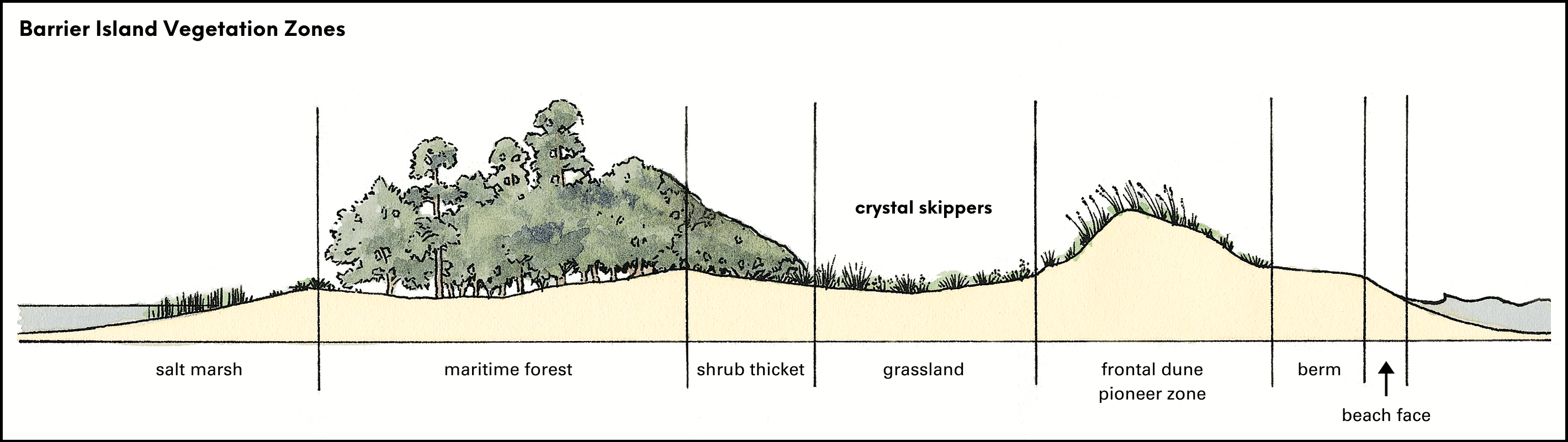 Crystal skippers rely on dune vegetation that grows in swales between sea oats and shrub thickets. Adapted from an illustration by David Williams for The Dune Book