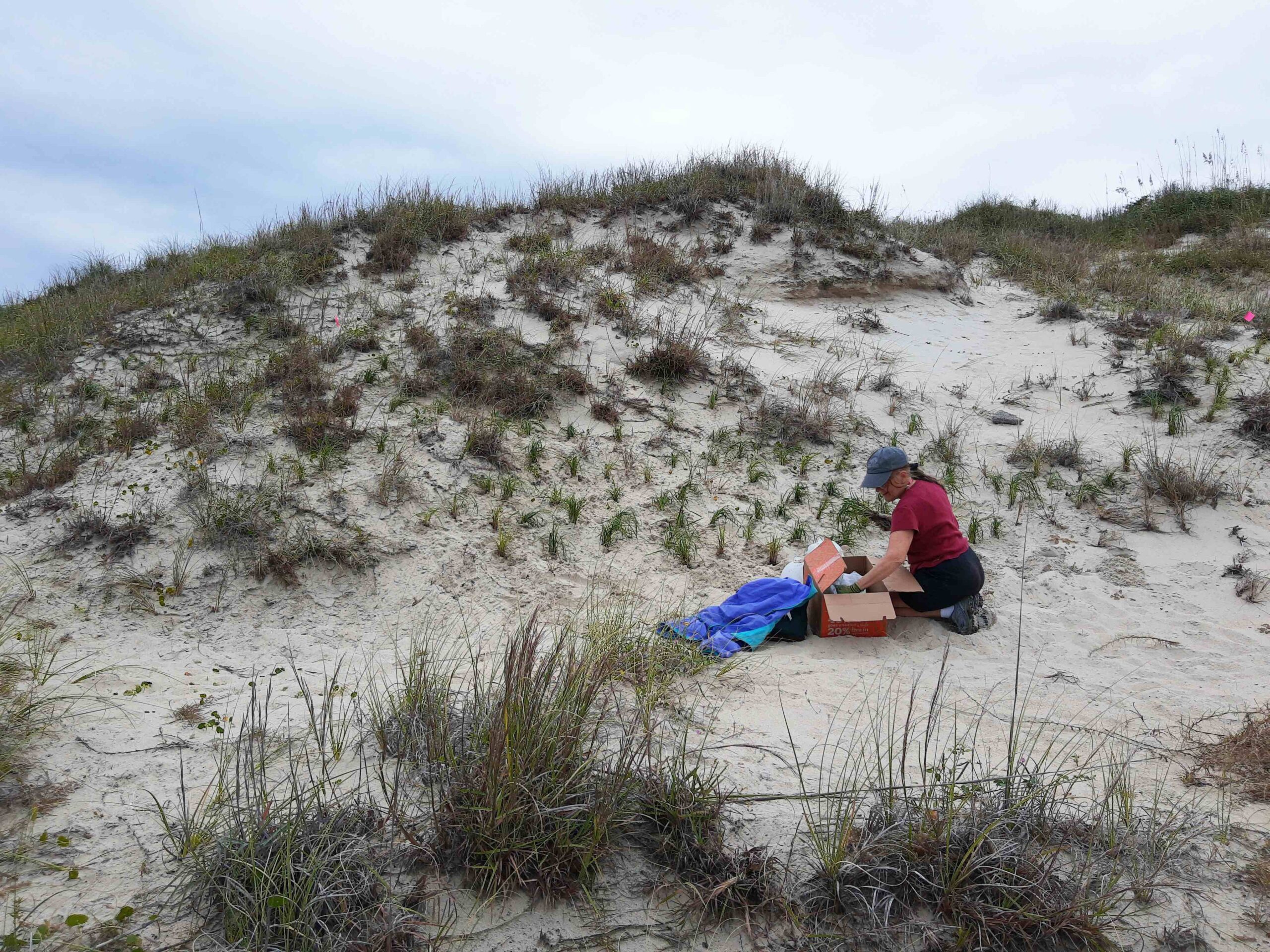 Volunteer Georgia Minnich, who recently retired from the N.C. Aquarium at Pine Knoll Shores, plants seaside little bluestem in the Williams dune.