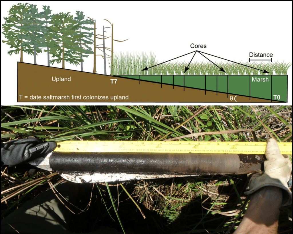 Marsh Core Sample Digging Up a Stormy Past | Coastwatch