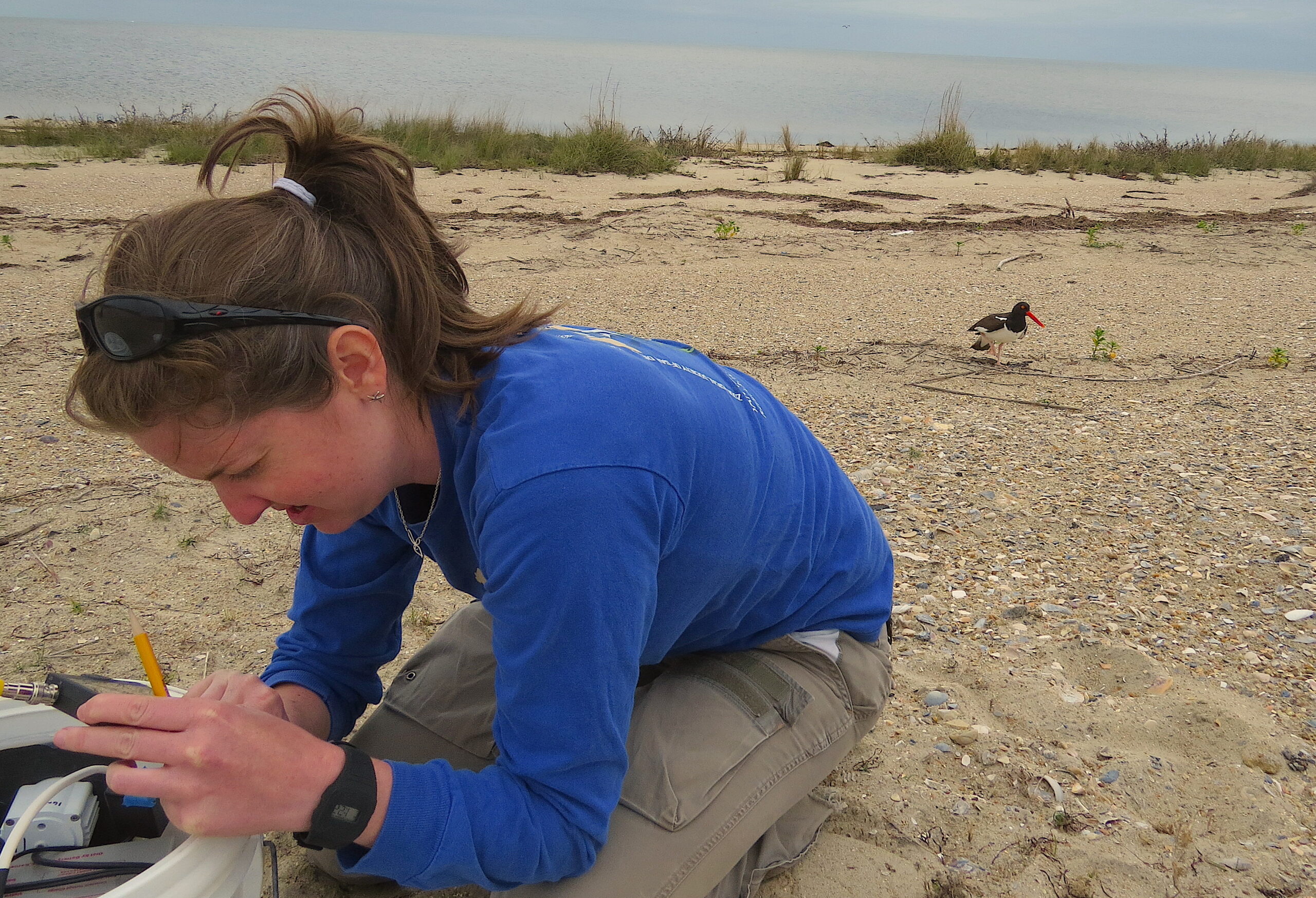 image: Shilo Felton prepares to monitor and document oystercatchers on Cape Hatteras National Seashore, while one of her study’s subjects looks on. Credit: Tracy Borneman/NC State University.