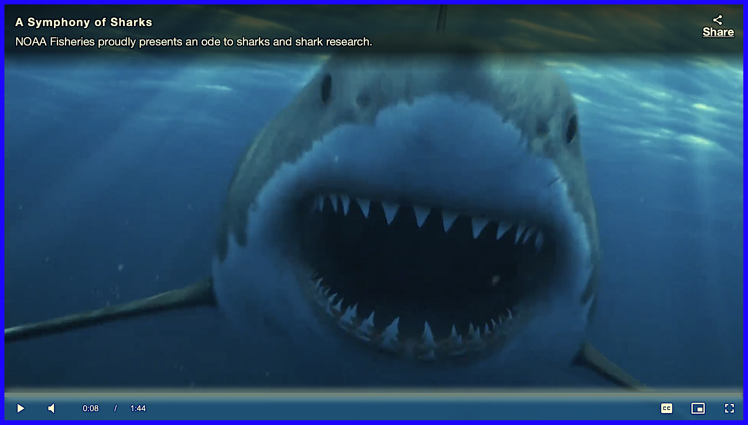 screenshot for video. click to play NOAA Fisheries' "ode to sharks and shark research."