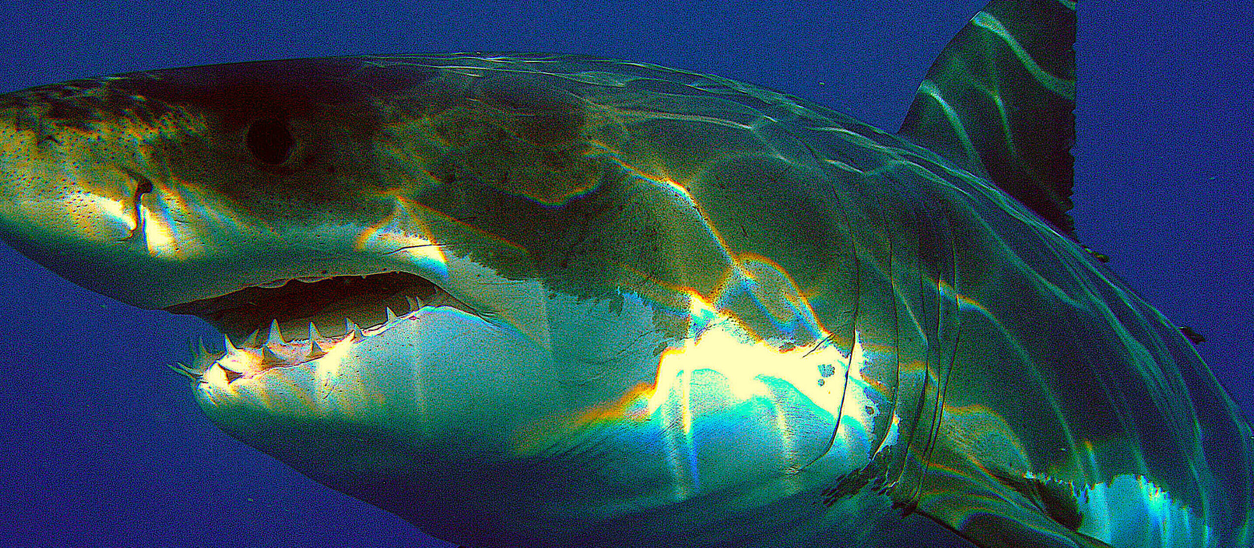 image: Great White Shark.