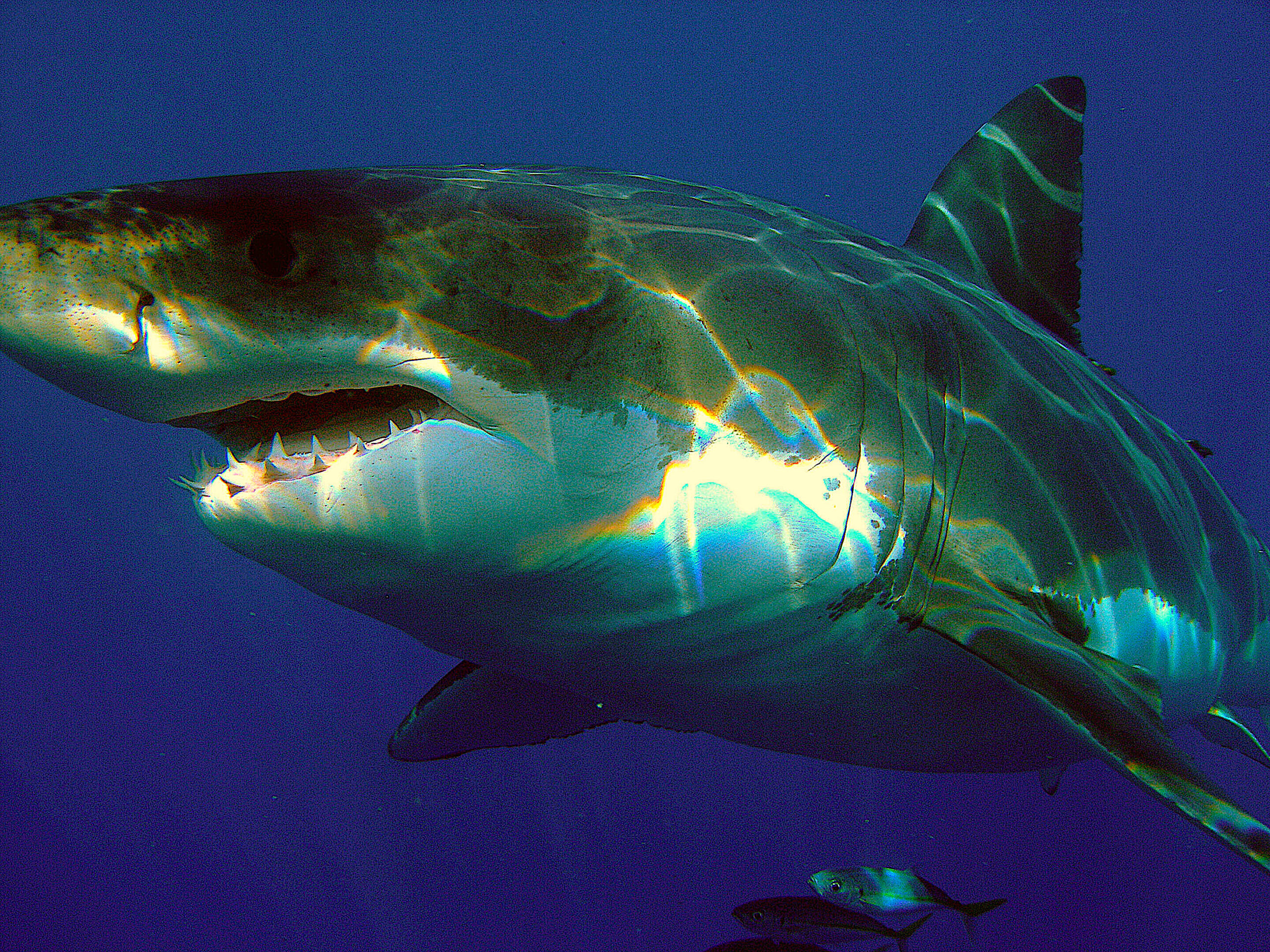 image: Great White Shark.