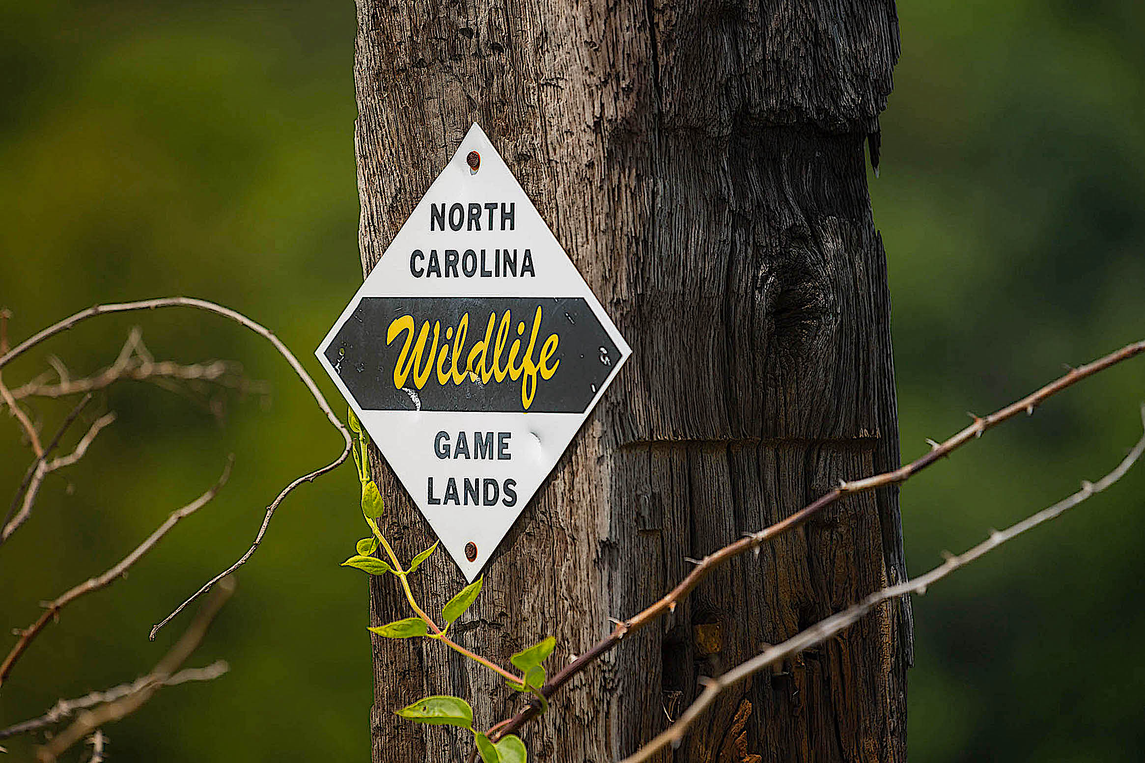 image: NC Wildlife Gamelands sign.
