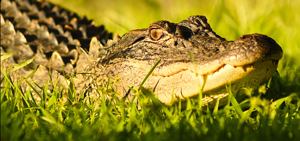 image: Alligator in the grass.