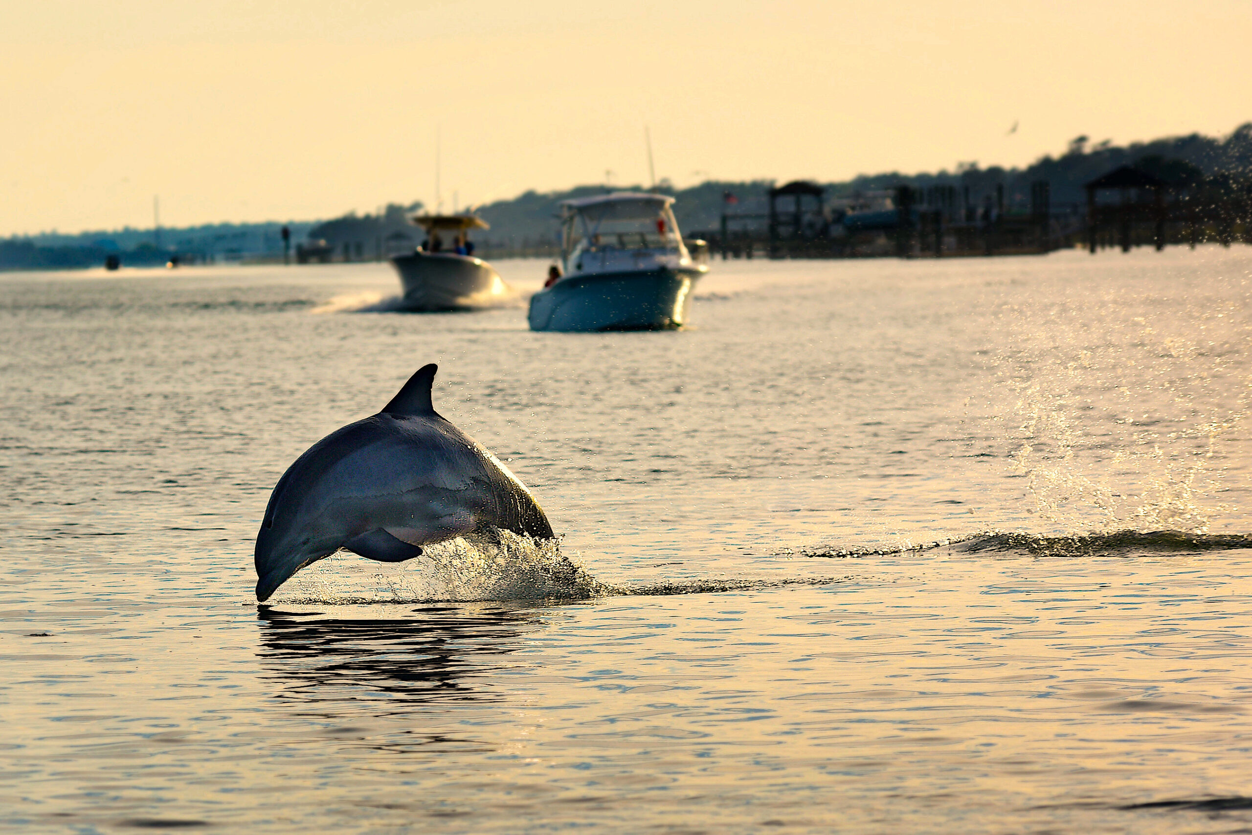 image: dolphin jumps in an NC waterway.