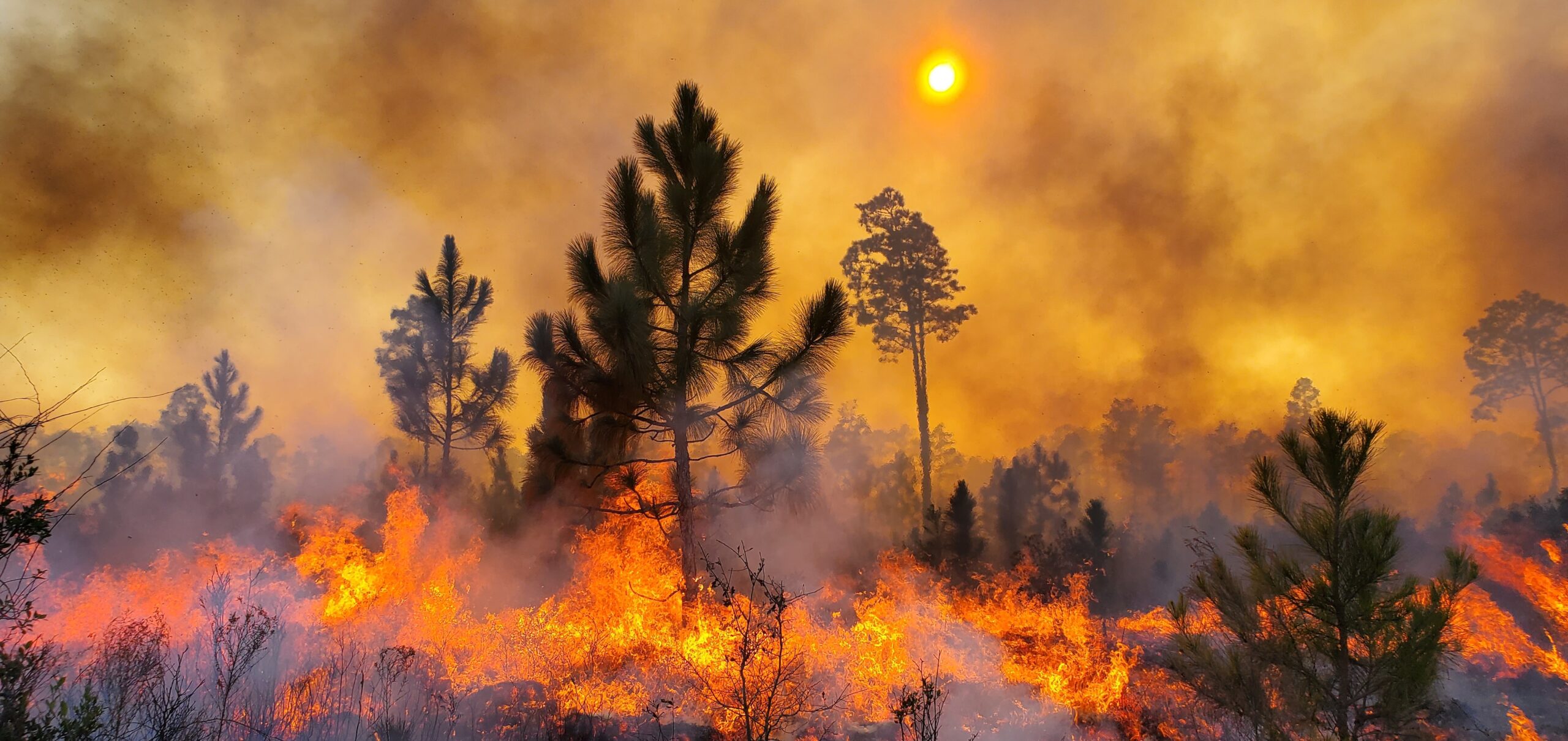 Fire burning a stand of longleaf pine during a prescribed burn.