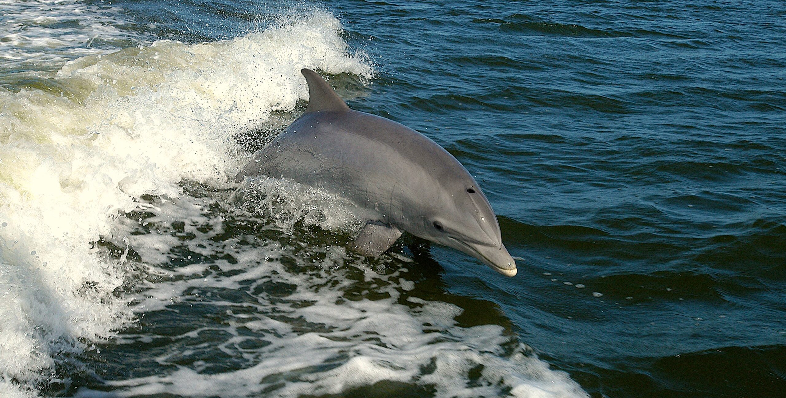 image: Bottlenose dolphin.