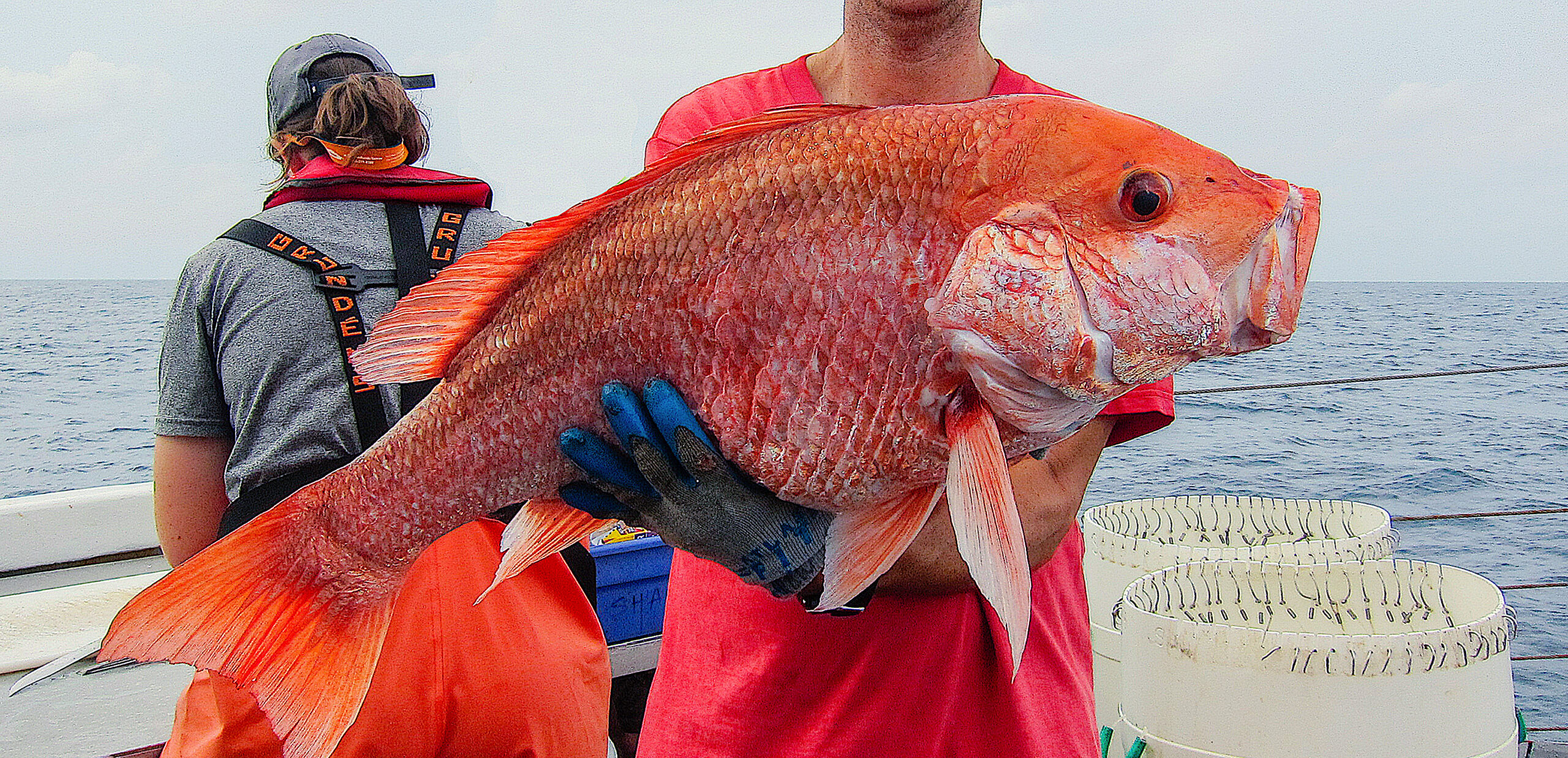 image: red snapper.