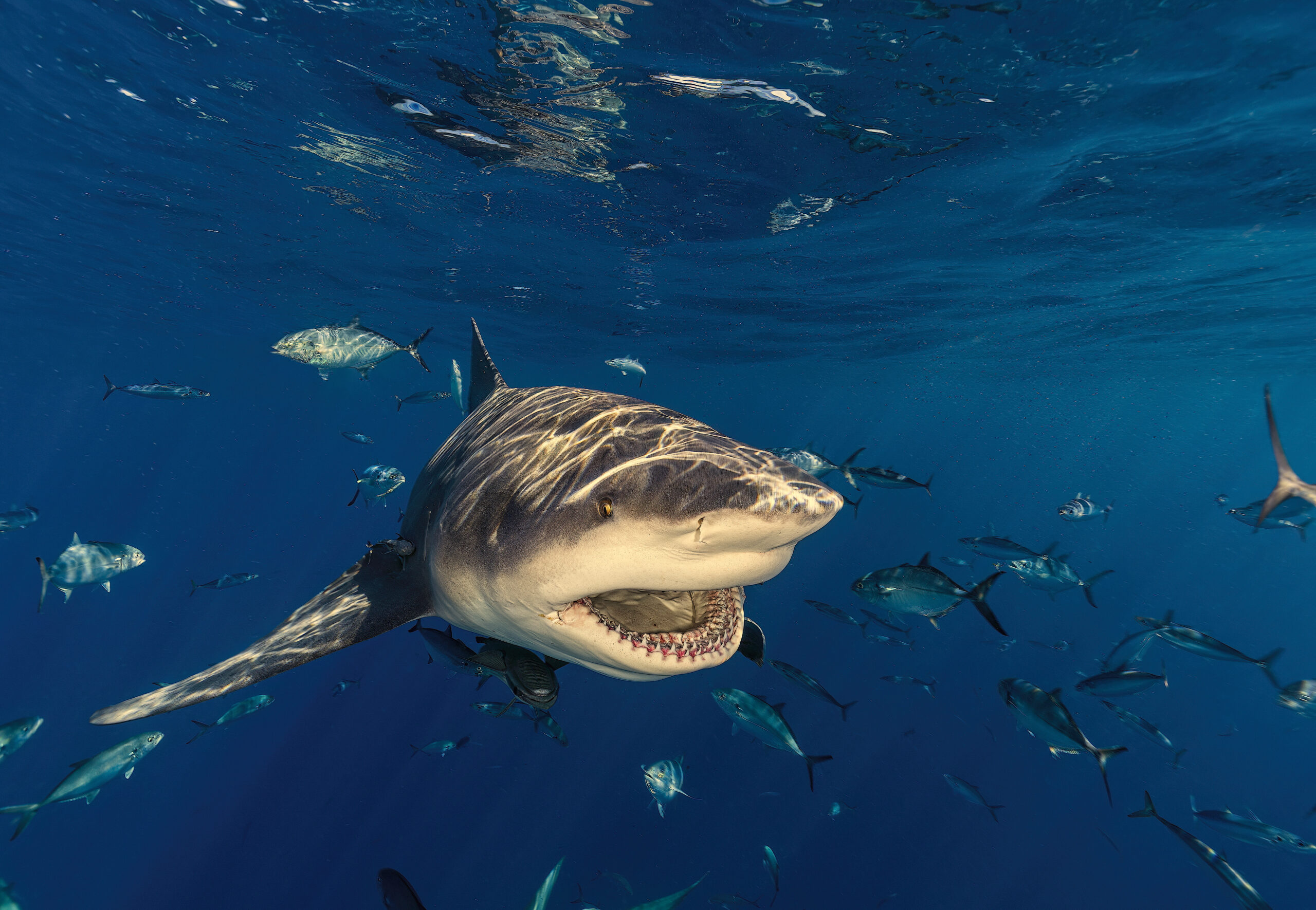 Bull shark with open mouth in blue water below the surface.