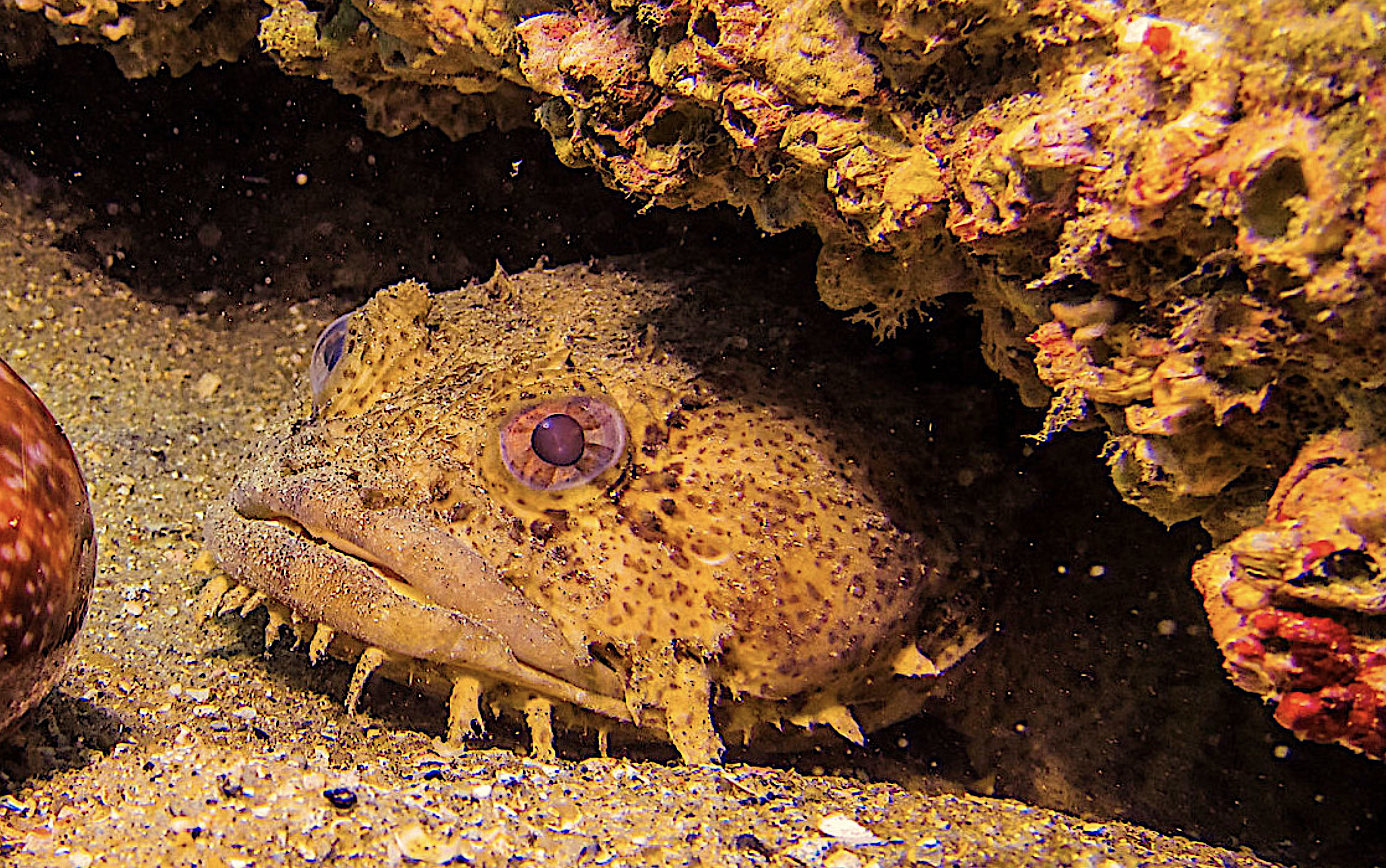 image: oyster toadfish. Credit: Allison Scott/NOAA.