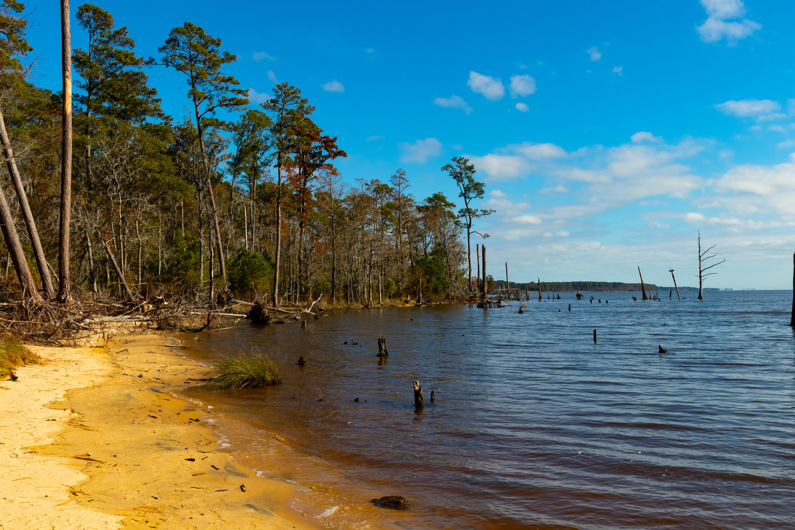 image: Pamlico River, water's edge.