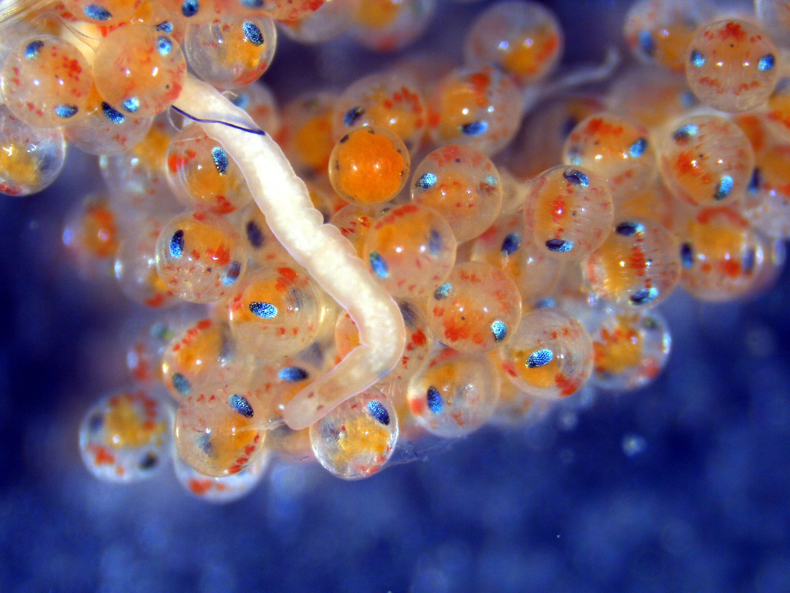 image: parasitic worm and lobster eggs.